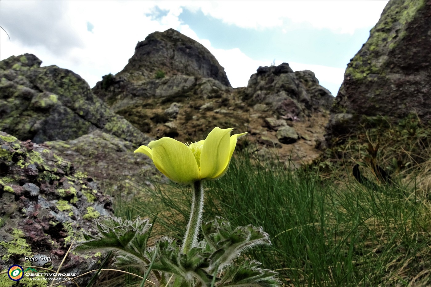 82 Pulaatilla alpina sulfurea con il Pizzo maggiore.JPG